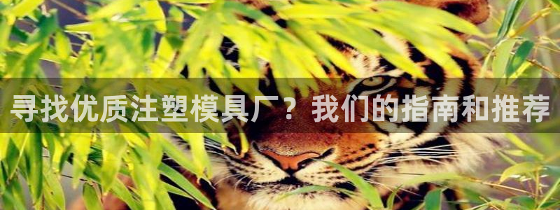 太阳阳城集团：寻找优质注塑模具厂？我们的指南和推荐